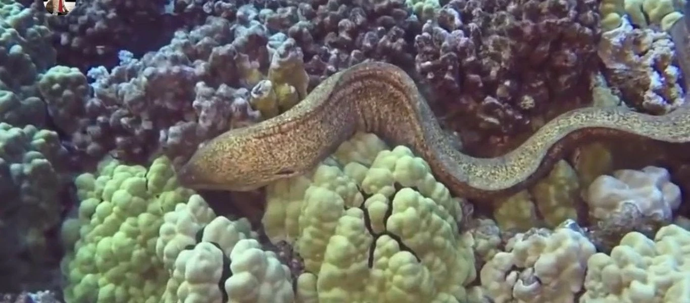 Γιγάντιο χέλι ξεκινά επιθέσεις στα θηράματά του στο βυθό! [Βίντεο]